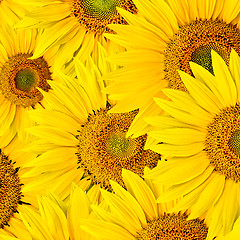 Image showing sunflower background