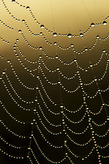 Image showing Fall web