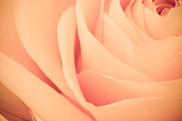 Image showing orange rose macro