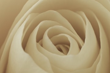 Image showing white rose macro