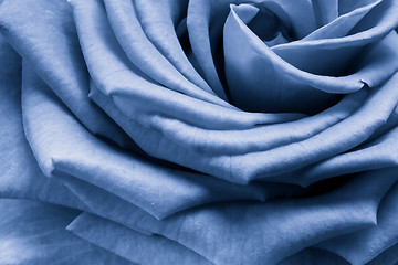 Image showing blue rose