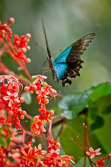 Image showing tropical butterfly