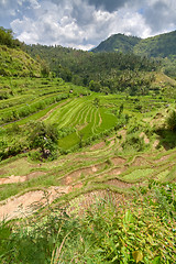 Image showing rice fields in Bali, Indonesia