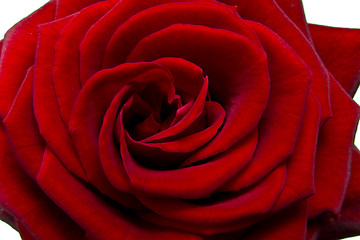 Image showing red rose