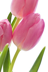 Image showing pink tulips