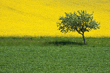 Image showing rape field