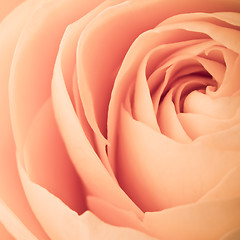 Image showing orange rose macro