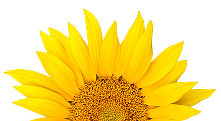 Image showing sunflower