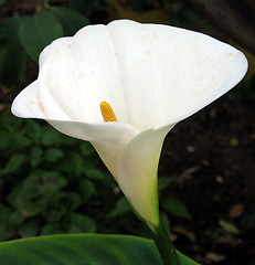 Image showing Calla lily sideways