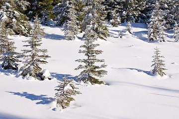 Image showing fresh snow in the mountains