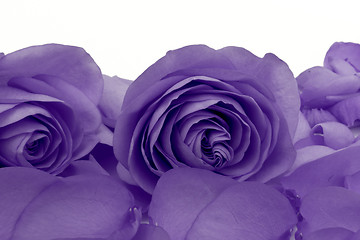 Image showing violet rose macro