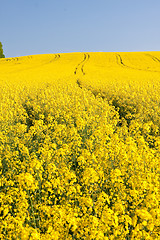 Image showing rape field