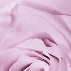 Image showing violet rose close up