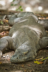 Image showing komodo dragon in natural habitat