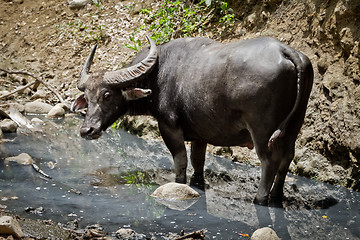 Image showing water buffalo