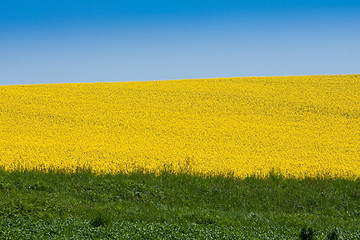 Image showing rape field