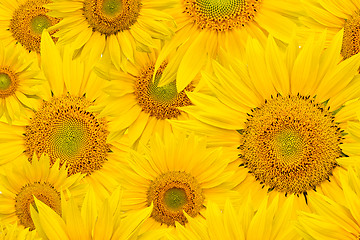 Image showing background made of beautiful sunflowers