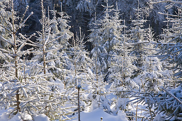 Image showing fresh snow in the mountains