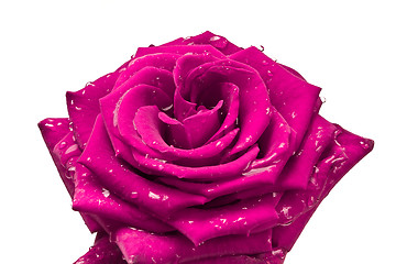 Image showing pink rose