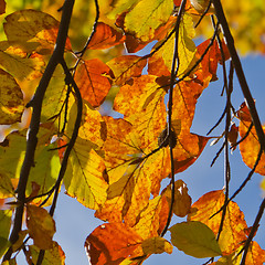 Image showing autumn foliage