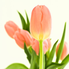 Image showing orange tulips