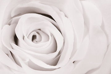 Image showing white rose close up