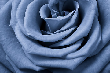 Image showing blue rose