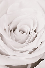 Image showing white rose close up