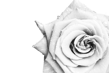 Image showing white rose