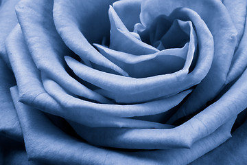 Image showing blue rose