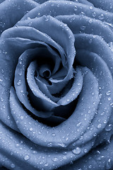 Image showing blue rose