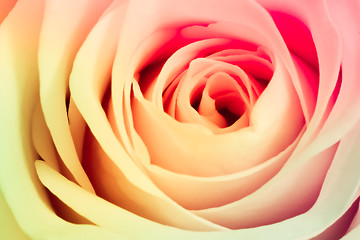 Image showing multicolor rose