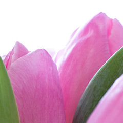 Image showing pink tulips