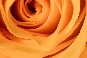 Image showing orange rose close up