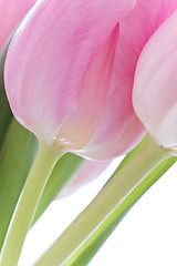 Image showing pink tulips