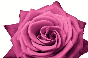 Image showing pink rose