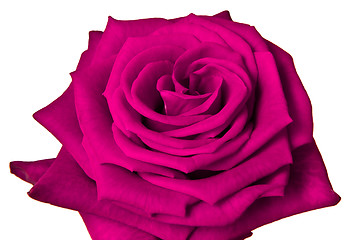 Image showing pink rose