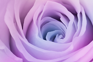 Image showing multicolor rose