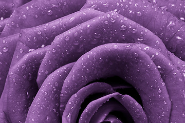 Image showing violet rose