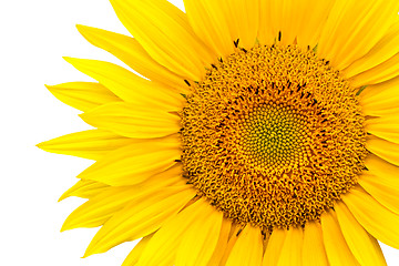 Image showing sunflower