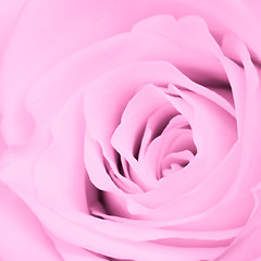 Image showing pink rose close up