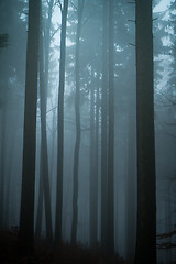 Image showing misty forest