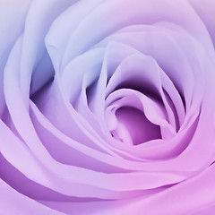 Image showing multicolor rose