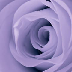 Image showing violet rose close up