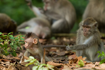 Image showing Monkey (Macaca fascicularis)