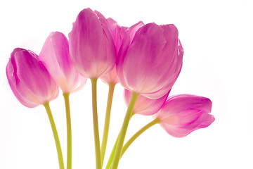 Image showing bunch of tulips