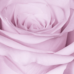 Image showing violet rose close up