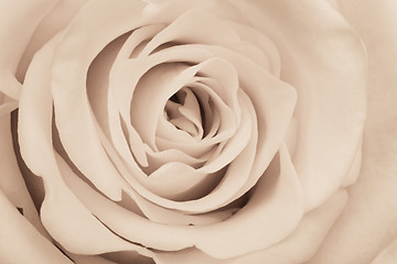 Image showing white rose close up