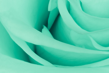 Image showing green rose close up