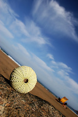 Image showing Sea Urchin Vista